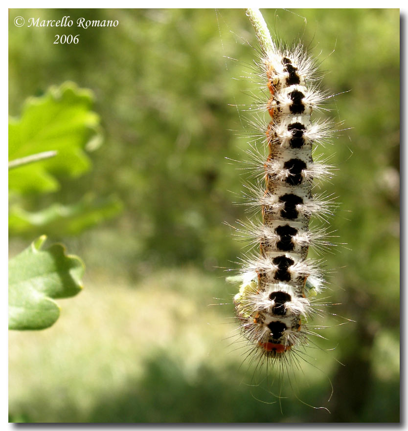 Bruco di Acronicta euphorbiae (Lep. Noctuidae)